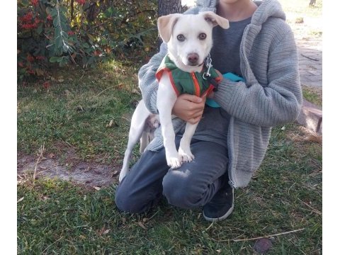 Jack russell 9 aylık neşeli çocuk dostu oyuncu