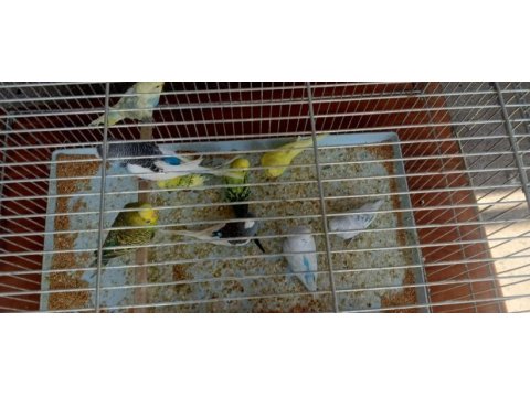 Alıştırmalık muhabbet kuşu bebekler