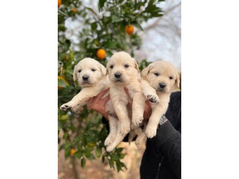 Bebek yüzlü golden retriever bebekler