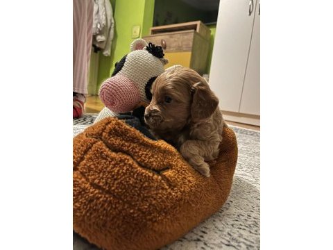 Şeker gibi maltipoo yavrularımız büyümeme garantili