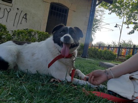 Melez köpek