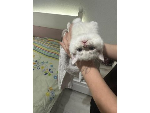 8 tane scottish fold yavrular 2 aylık
