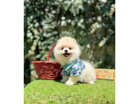 Boo pomeranian peluş ayıcık tip yavrularımız
