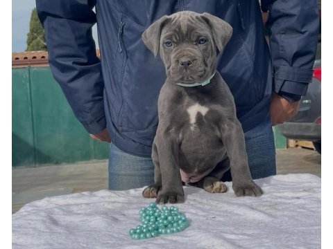 Muhteşem cane corso bebekler güvenli kapıya teslim