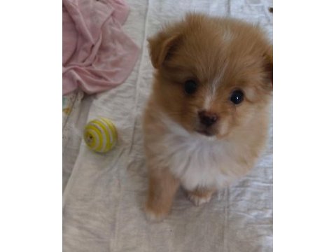 Pomeranian dişi mikro imperium
