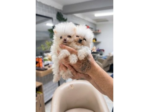 Teacup pomeranian boo yavrularım