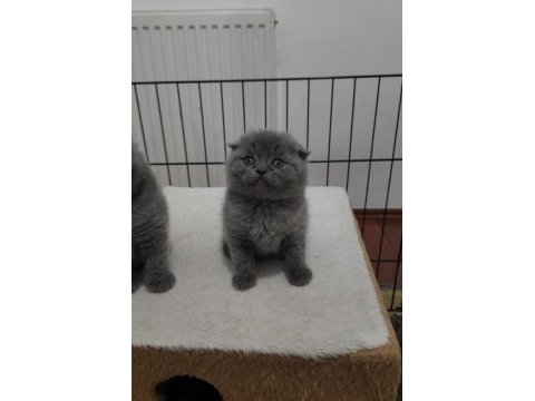 Biblo güzellikte safkan scottish fold