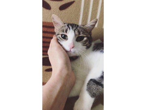 Kedimizi sahiplendirme