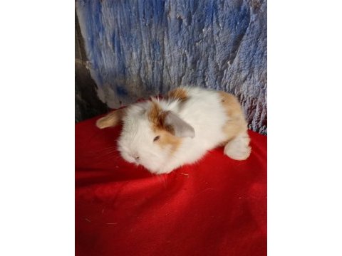 Teddy lop tavşan yavrular mavi göz