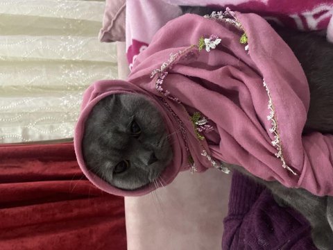 Sağlıklı ve çok uysal kedimiz kiko! açıklamayı okuyun