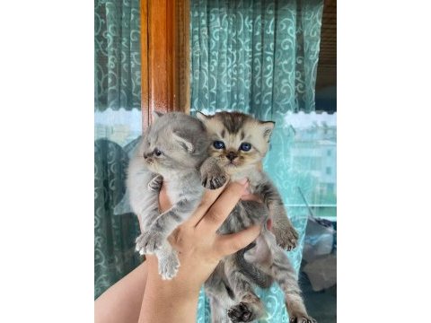 British shorthair golden