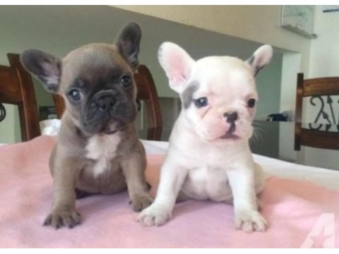 Show kalite french bulldog yavruları en iyisini arayana