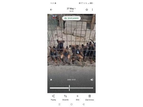 Belçika kurdu 1,5 aylık