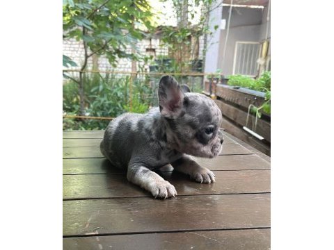 Egzotik french bulldog dişi ve erkek