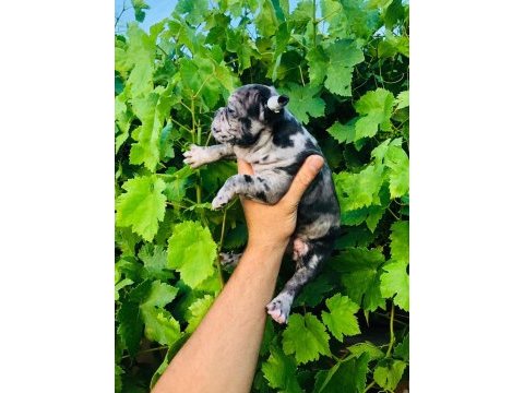 Black merle french dişi bulldog