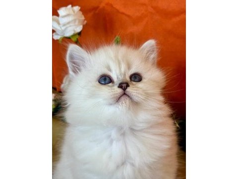 Show kalite silver british longhair yavruları