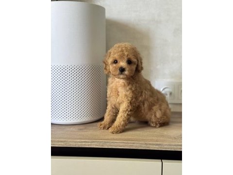 Toy poodle kurabiye gibi köpeğimiz