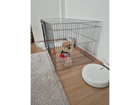 Pasaportlu aşıları tam pomeranian yavrumuz