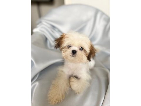 Puf puf shih tzu kızım