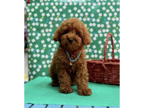 Orjinal 0 numara toy poodle yavrularımız