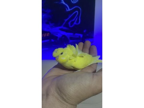 Japones show ve show jumbo evcil bebek kuşlar