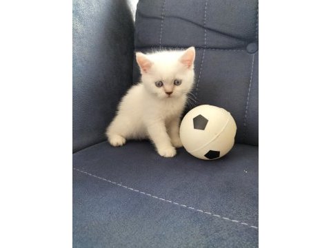 British shorthair silver point erkek yavrum