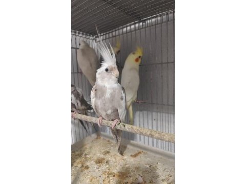 Sultan papağanları dişi ve erkek