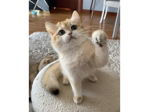 Safkan british shorthair erkek yavru