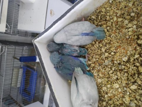 Forpus papağanı yavrular mevcut renk renk