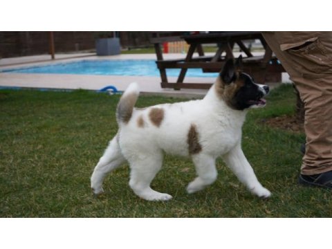 %100 safkan akita yavruları sağlık ve ırk garantili 