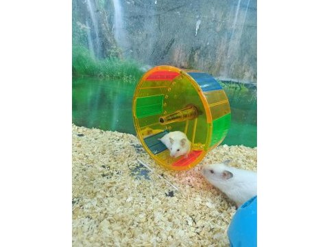 Hamster ve gonzales