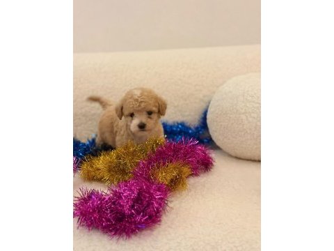 Sağlık ve ırk garantili maltipoo bebekler