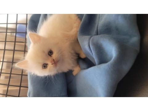 Himalayan cinsi kedimiz