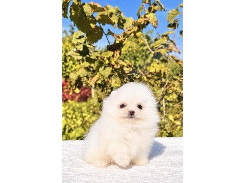 Minicik pomeranian boo köpeği