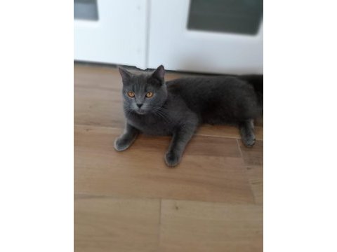 Orijinal british shorthair