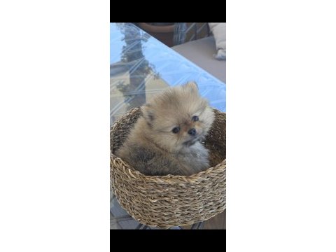 Irk garantili saf kan pomeranian
