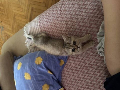 British shorthair kedilerimiz sahiplendirilecektir