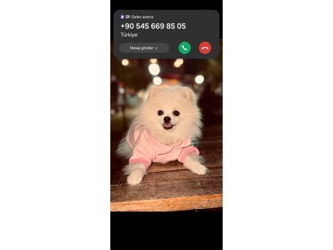 Minik pomeranian ayıcık