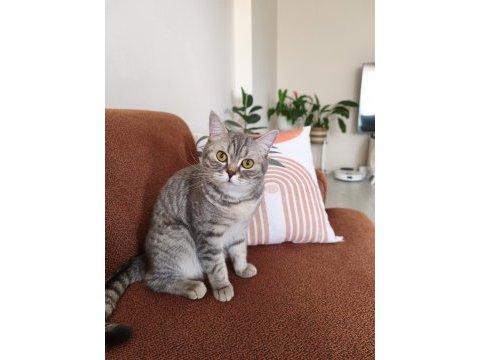 British shorthair ücretsiz sahiplendirme