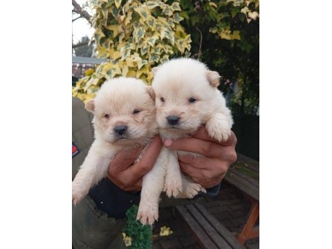 Çin aslanı chow chow bebekler