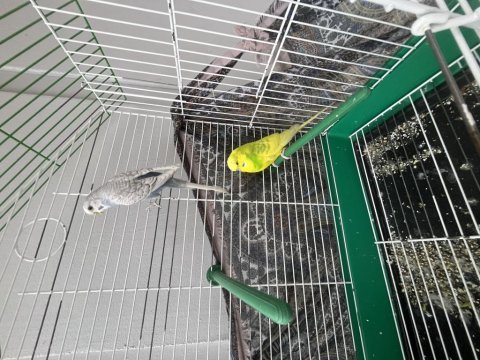 Haraketli sağlıklı erkek ve dişi muhabbet kuşu