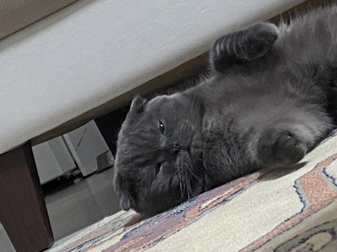 1 yaşında erkek scottish fold kedimiz