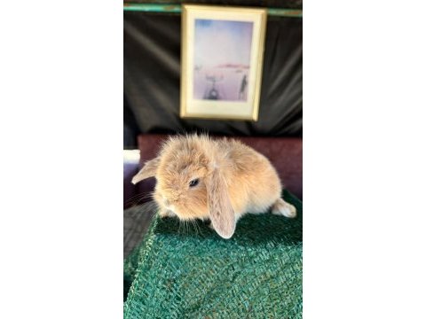 Hollanda lop ve cüce tavşanlar