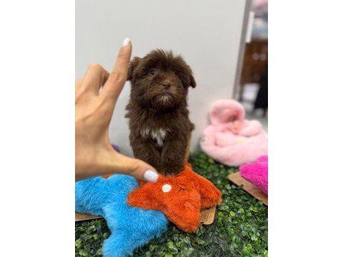 Kore maltipoo kg garantili yavrum tuvalet eğitimli