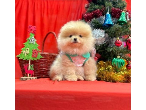 Pomeranian yavruları