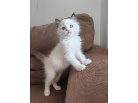 Secereli ragdoll kedisi yavrular