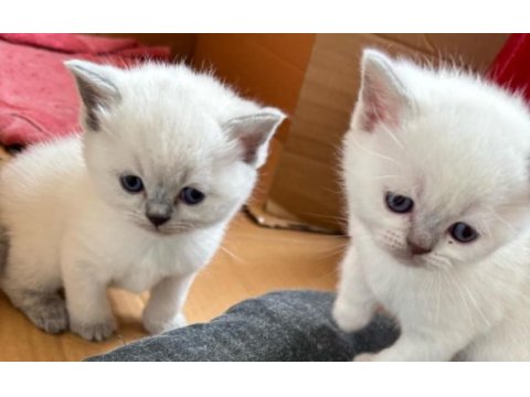 30 günlük safkan a kalite yavru tavşanı rezerveye açık