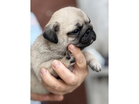 Pug mops bebekler