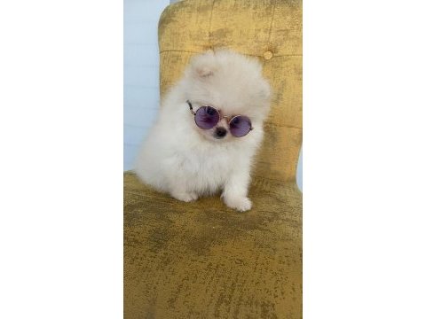 İki aylık yavru pomeranian