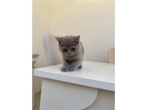 British shorthair kedimiz
